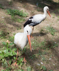Two stork in zoo in nature