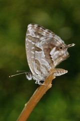 Farfalla (Cacyreus marshalli)