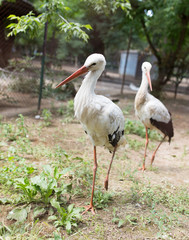 Two stork in zoo in nature