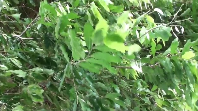 Vento soprando folhas de &aacute;rvore