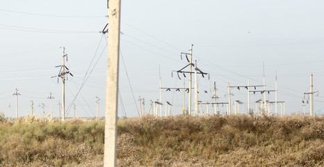 electric poles in nature