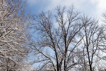 Snow on the tree against the blue sky