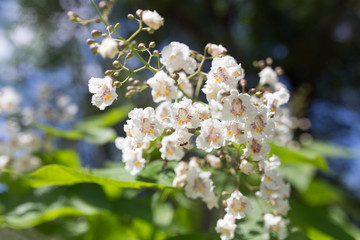 white flowers on the tree in nature