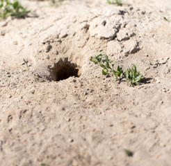 Hole in the ground animal in nature
