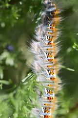 caterpillar on a plant in the nature. macro