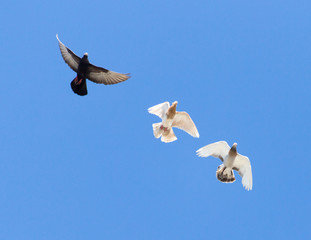 a flock of doves in flight against blue sky