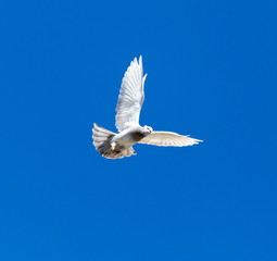 Fototapeta na wymiar One pigeon in flight against a blue sky