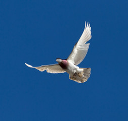 One pigeon in flight against a blue sky