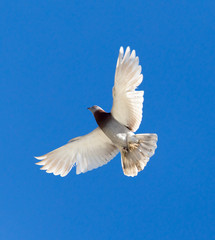 One pigeon in flight against a blue sky