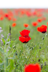 red poppies in the field as background