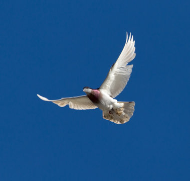 One pigeon in flight against a blue sky