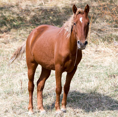 Fototapeta premium a horse in a pasture in nature