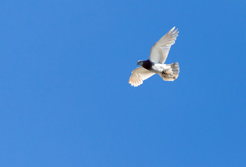 One pigeon in flight against a blue sky