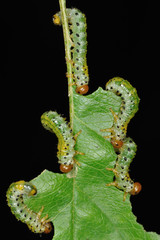 Larva di Argide della rosa (Arge pagana Panze)