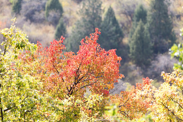 red leaves on a tree autumn in the mountains