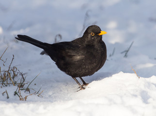 Starling on snow in winter