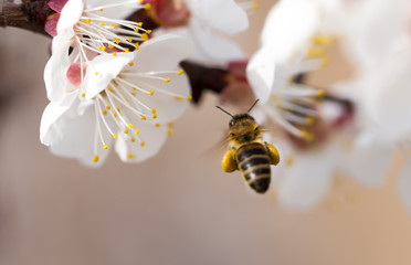 bee in flight in nature