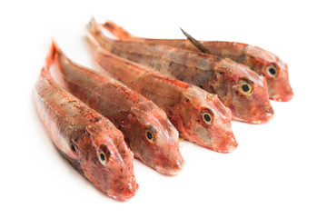 Gallinelle di mare fresche isolate su fondo bianco