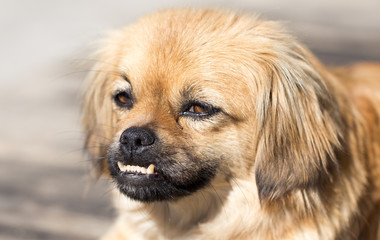 beautiful dog portrait in nature