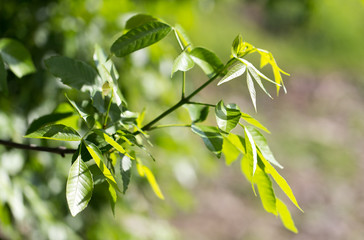 green leaves on the tree in nature