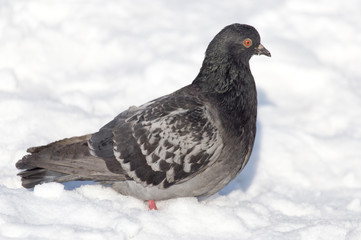 dove in the snow on the nature