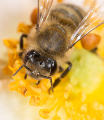 bee on a flower. macro