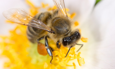 bee on a flower. macro
