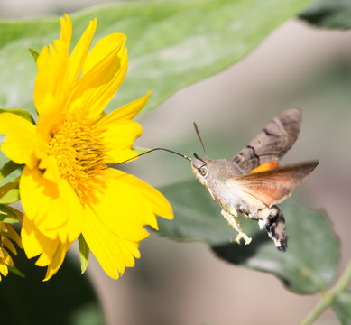 Sphingidae, known as bee Hawk-moth, enjoying the nectar of a yellow flower. Hummingbird moth. Calibri moth.