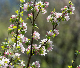 Beautiful flowers on the tree in nature