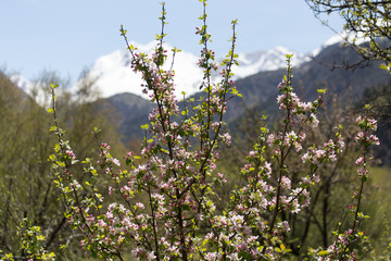 Beautiful flowers on the tree in nature