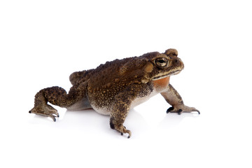 Asian common toad on white background