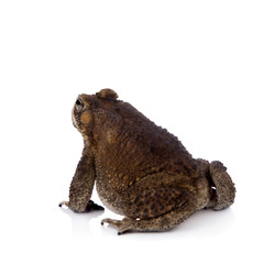 Asian common toad on white background