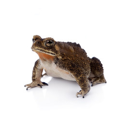 Asian common toad on white background
