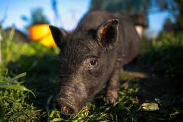 Portrait of black pig looking at the camera