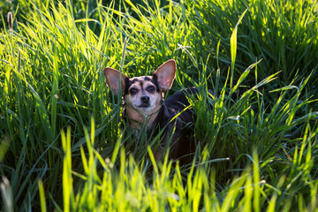 Cute small dog sitting in the green grass
