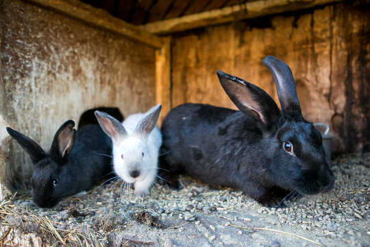 Beautiful black and white rabbits