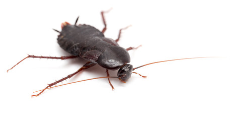 cockroach on a white background
