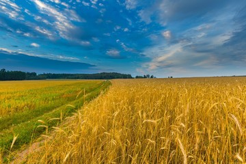Beautiful cereal fields under cloudy sky at sunset
