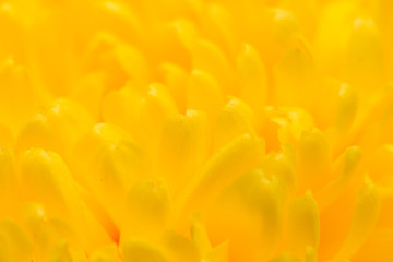 yellow chrysanthemum flower as a background. close