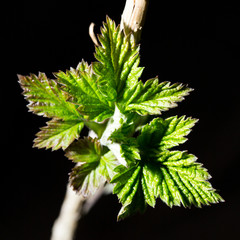 young leaves on a black background. macro