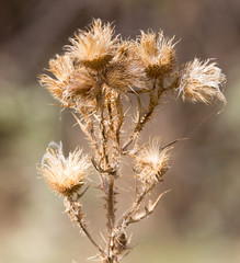 prickly plant with needles in nature