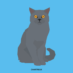 Cat breed, vector illustration