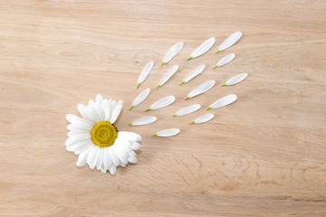 Obraz premium Daisy flower head with petals