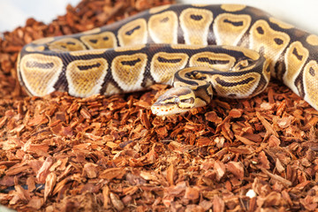 Royal python bedding close up picture in terrarium 