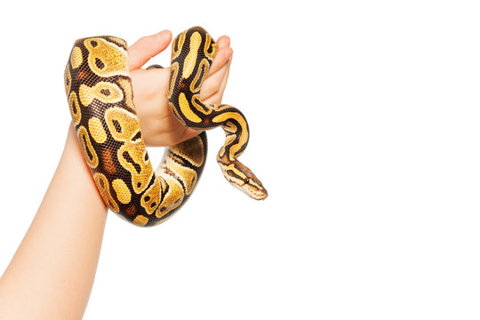 Picture of Royal or Ball python on kid's hand