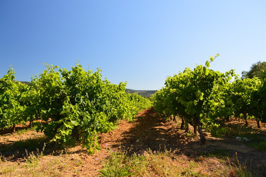 Vignes