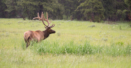 Obraz premium Large Bull Elk Western Wildlife Yellowstone National Park