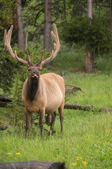 Naklejka na ściany i meble Large Bull Elk Western Wildlife Yellowstone National Park Raining