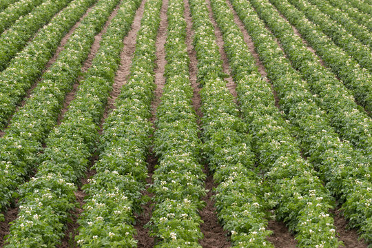 Potato Plants Grow Idaho Farm Agriculture Food Crop