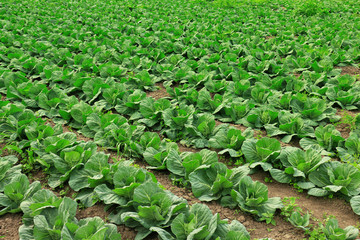 vegetable field